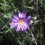 Symphyotrichum sericeum (silky aster)Lorea