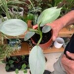 Philodendron hastatum Hoja