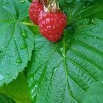 Rubus idaeus Φρούτο