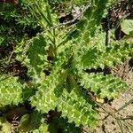 Tyrimnus leucographus Leaf