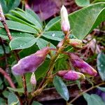 Tephrosia cinerea Fleur