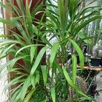 Cordyline stricta Coajă