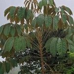 Schefflera morototoni Folla