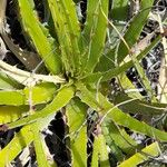Deuterocohnia longipetala Hoja