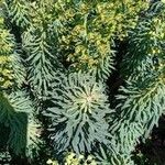 Euphorbia characias Агульны выгляд