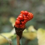 Arisaema serratum Fruit