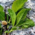 Salix breviserrata Likasa