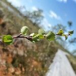 Betula nana Leaf