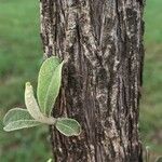 Tarchonanthus camphoratus Bark