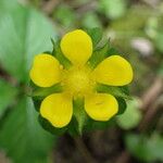 Potentilla indica花