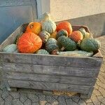 Cucurbita maxima Ovoce