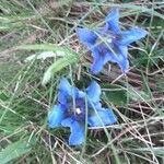 Gentiana acaulisΛουλούδι