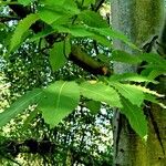 Castanea dentata Leaf