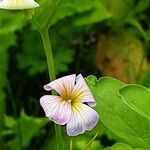 Malcolmia maritima പുഷ്പം