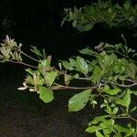 Terminalia amazonia Otro