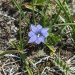 Gentiana prostrata Flower