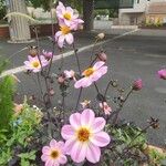 Dahlia merckii Flower