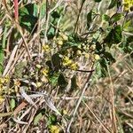 Pentarrhinum insipidum Blüte