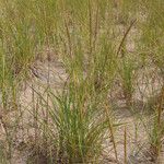 Calamagrostis breviligulata Habit