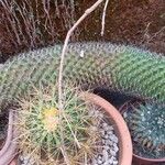 Mammillaria spinosissima 葉