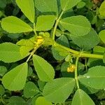 Medicago polymorpha Altro