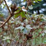 Rhododendron lapponicum অভ্যাস