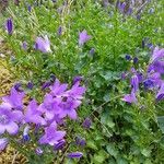 Campanula poscharskyana Costuma