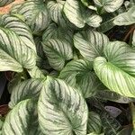 Philodendron mamei Fulla