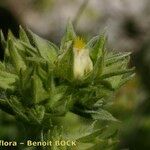 Potentilla valderia Fruit