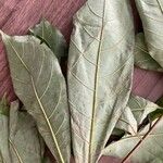 Terminalia superba Hoja