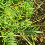 Indigofera arrecta Leaf