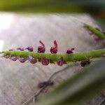 Bulbophyllum falcatum Фрукт