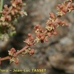 Sesamoides prostrata Fruit