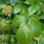 Rubus ferus Folha