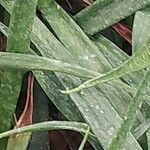 Dracaena zeylanica 葉