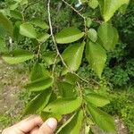 Ulmus carpinifolia Feuille