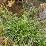 Cyperus hortensis 整株植物