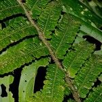 Cyathea ursina Leaf