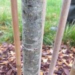 Tilia chinensis Corteza