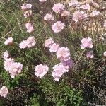 Armeria pungens Diğer