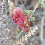 Caroxylon vermiculatum 花