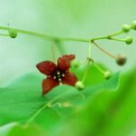 Euonymus atropurpureus Цветок