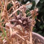 Carex grayi Froito