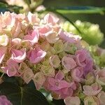 Hydrangea spp. Bloem