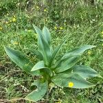 Drimia pancration Hoja