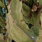 Euphorbia murielii Bark