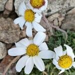 Leucanthemopsis alpina Flower