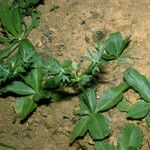 Eryngium foetidum Συνήθη χαρακτηριστικά