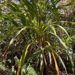 Cordyline mauritianaLeaf