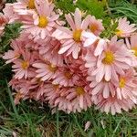 Chrysanthemum × morifolium Cvet